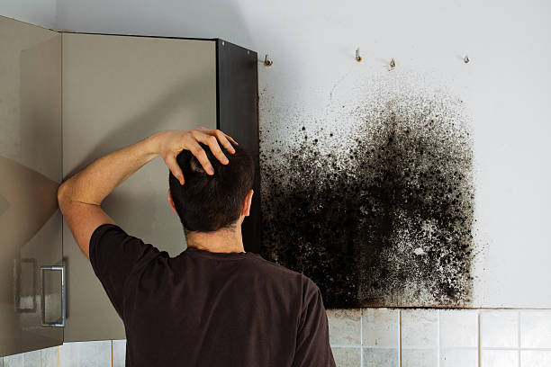 Best Emergency Mold Removal  in Downers Grove, IL