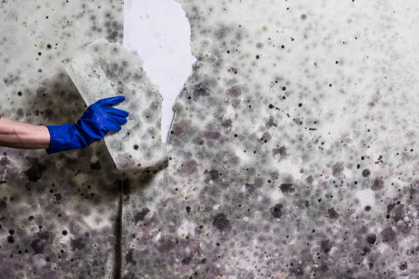 Best Commercial Mold Removal  in Downers Grove, IL